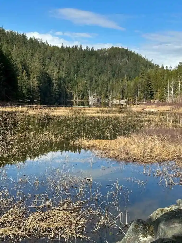 The marshy south end of Brohm Lake in Squamish