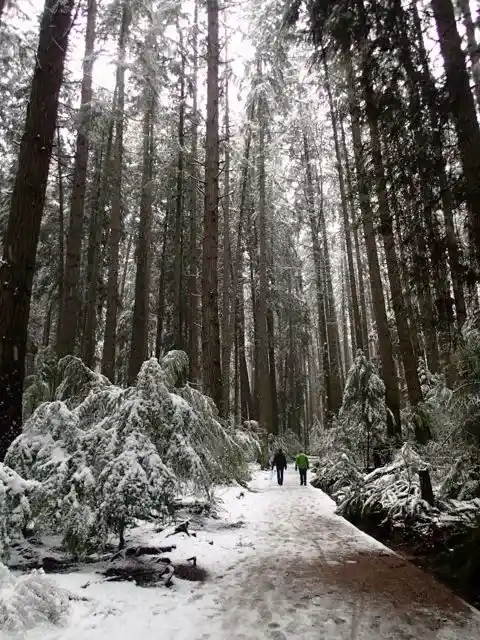 Pacific Spirit Park in the snow. You can get to this Vancouver hike on transit