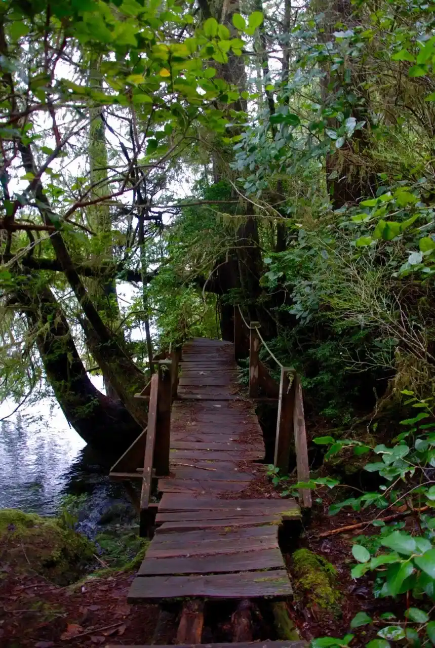 Big Tree Trail, Meares Island, Tofino BC