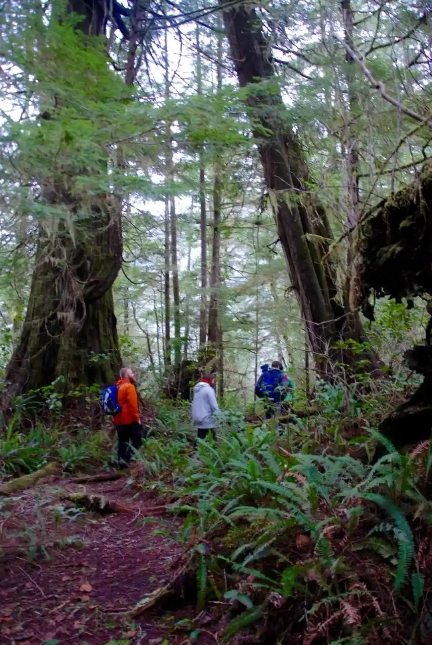 Big Tree Trail, Meares Island, Tofino BC