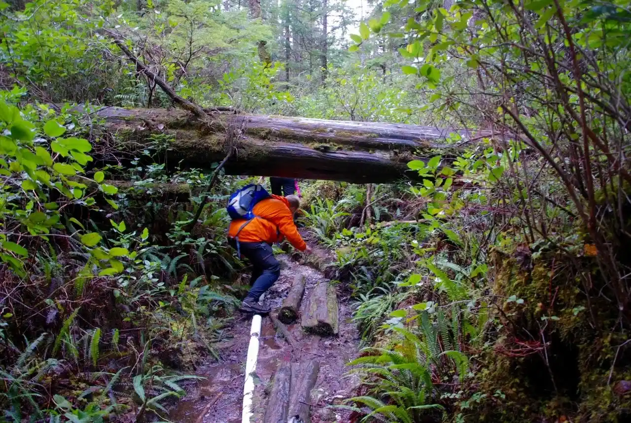 Big Tree Trail, Meares Island, Tofino BC