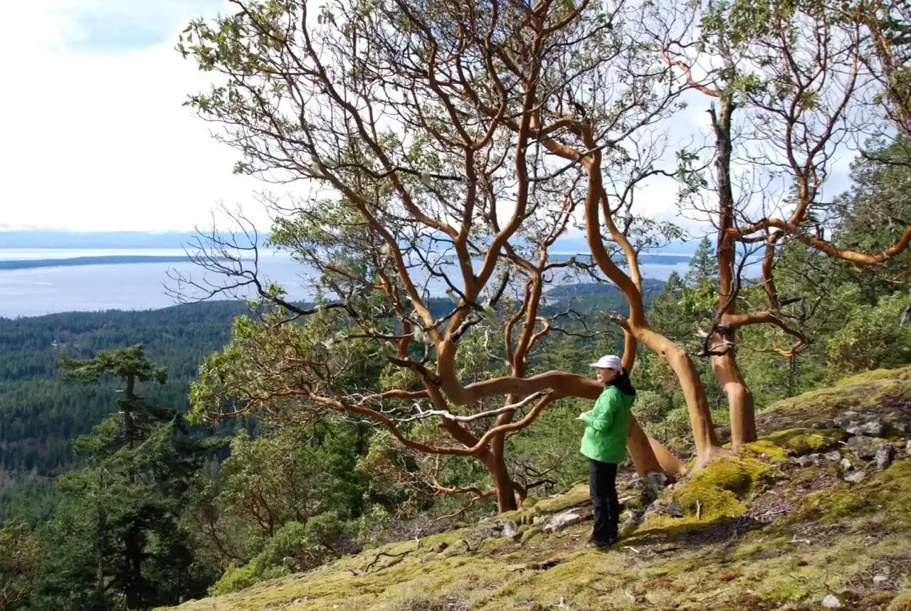A woman stands next to an arbutus tree on Manzanita Bluff on the Sunshine Coast Trail