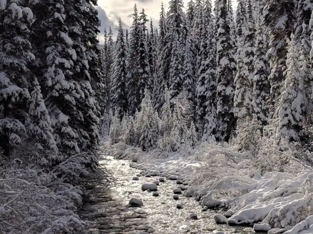 Snowshoeing past the Similkameen River on the Cambie Creek Loop in Manning Park. Read about how to snowshoe here in the Ultimate Guide to Snowshoeing in Manning Park near Vancouver, BC, Canada