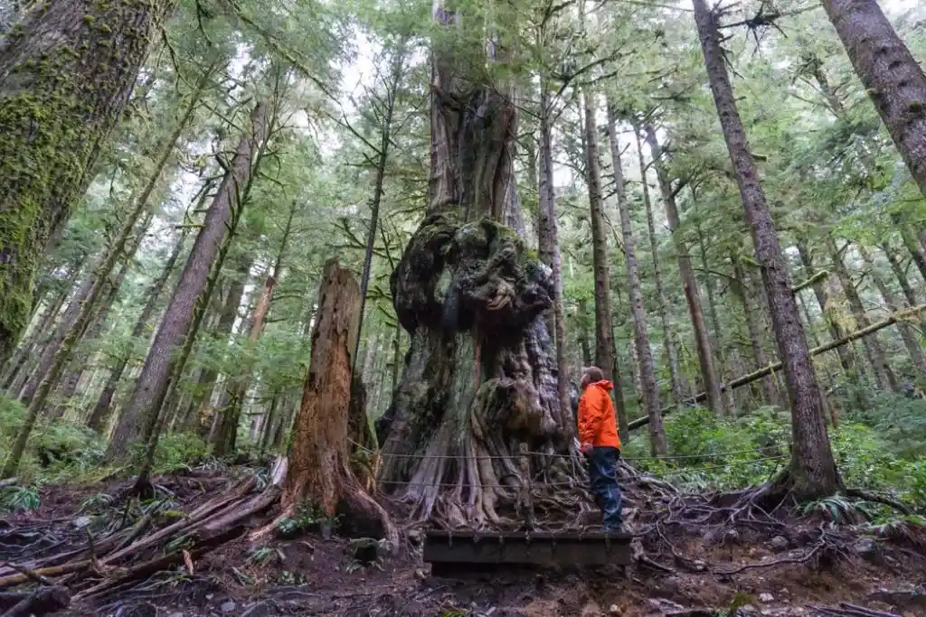 Canada's Gnarliest Tree in Upper Avatar Grove. Visit Big Lonely Doug, Avatar Grove and the other big trees near Port Renfrew, British Columbia.