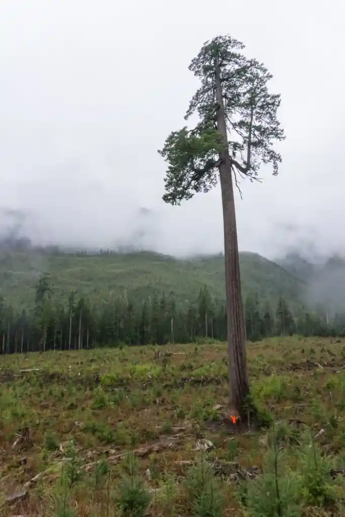 Big Lonely Doug is the world's second largest Douglas Fir. It's a short drive from the Pacific Marine Circle Route on Vancouver Island.