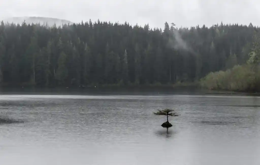 The bansai tree at Fairy Lake is one of the best roadside stops on the Pacific Marine Circle Route on Vancouver Island.
