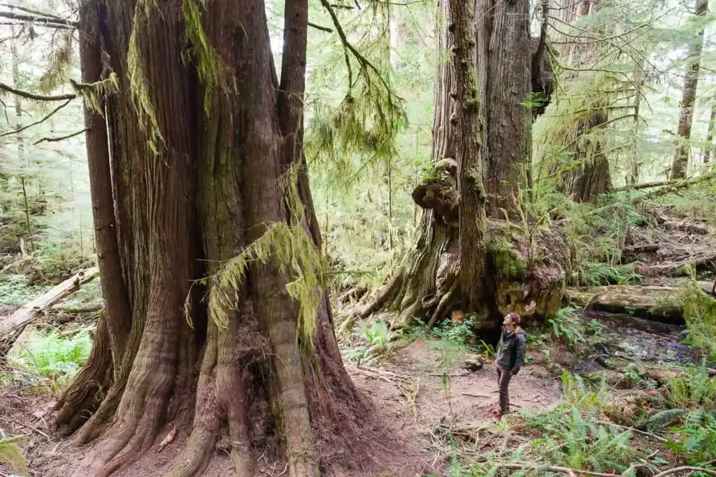 Giant cedars near the Red Creek Fir. Visit Big Lonely Doug, Avatar Grove and the other big trees near Port Renfrew, British Columbia.
