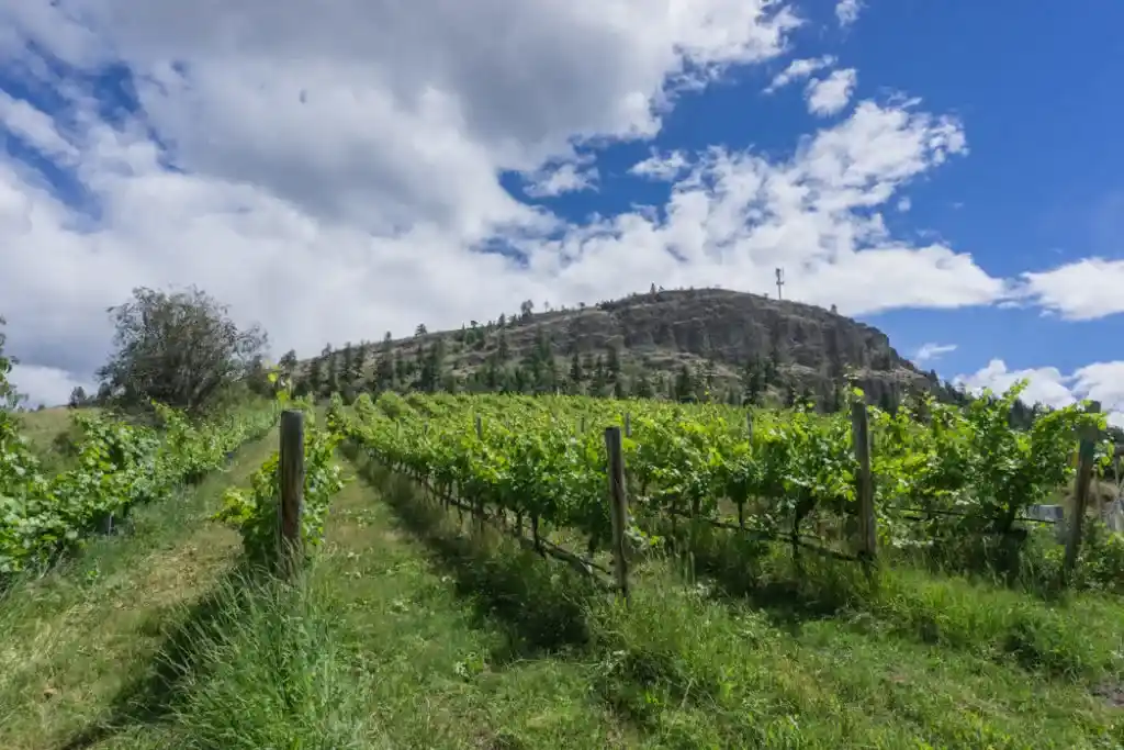 Vineyard behind Saxon Estate Winery in Summerland, BC. Explore Summerland's wineries by bike with this self-guided tour.