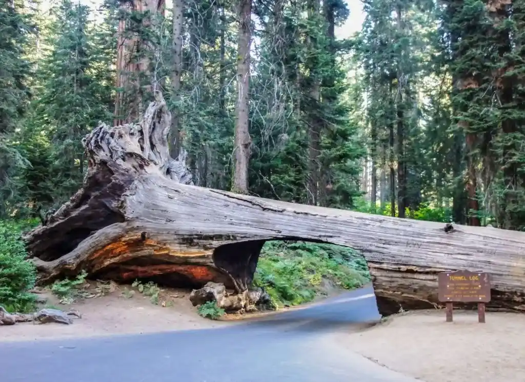 The drive-through log at Tunnel Log in Sequoia National Park - just one of many things to do in Sequoia and Kings Canyon National Parks.