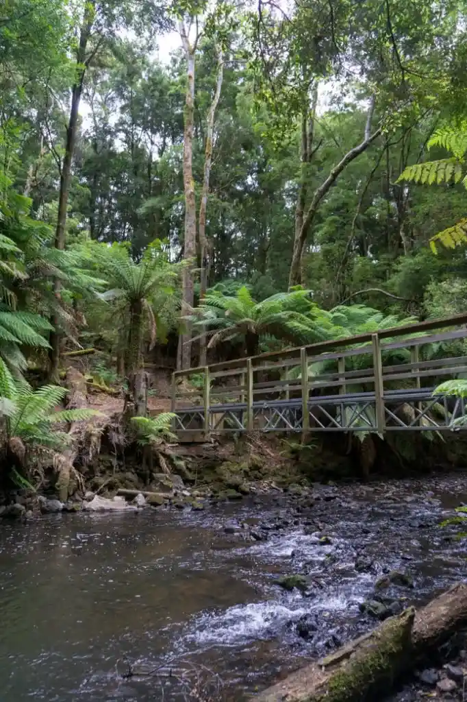 Julius River on the Tarkine Drive in Tasmania