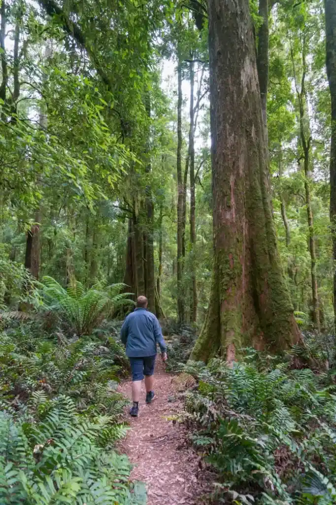 Walking to Lake Chisholm on the Tarkine Drive in Tasmania