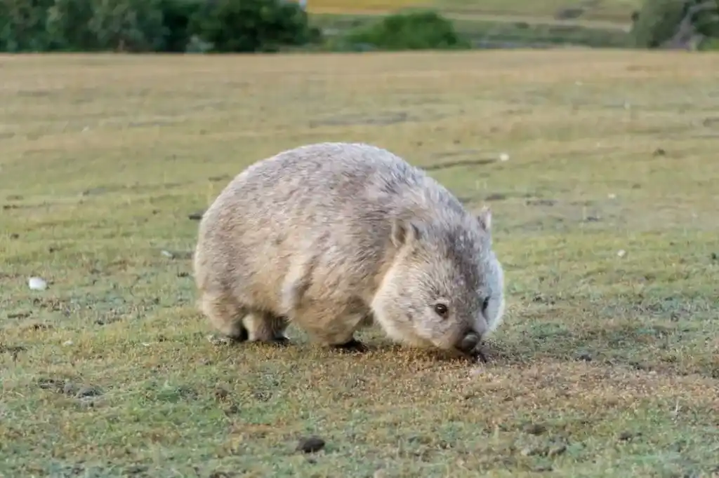 A wombat eating grass