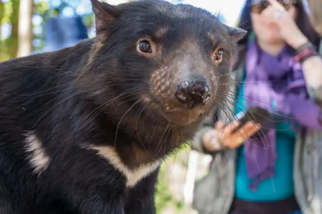 Tasmanian Devil at Trowunna Wildlife Sanctuary near Mole Creek in Tasmania's North West.