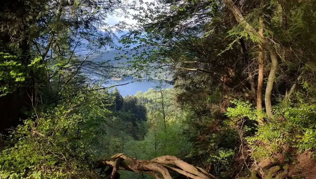 View from the Velodrome Trail on Burnaby Mountain. You can get to this Vancouver hike on transit