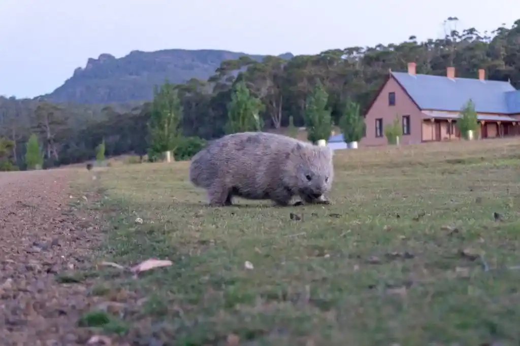 Wombat on a grass field
