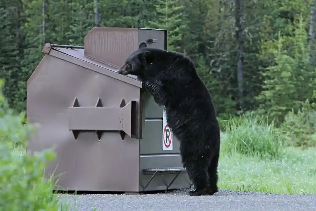 A bear tries to get in to a bear proof garbage bin in Yellowstone National Park