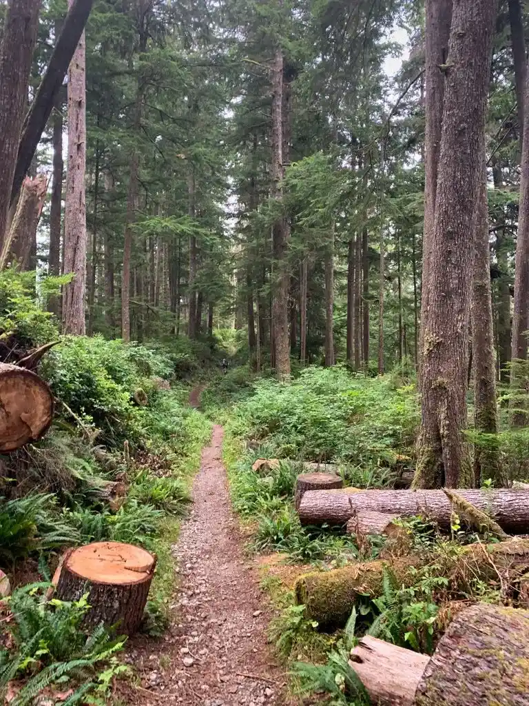 Flat and easy trail at the north end of the West Coast Trail