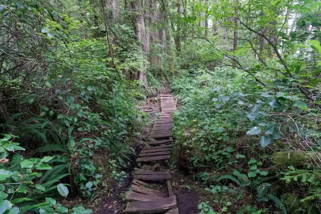 A section of old boardwalk on the West Coast Trail