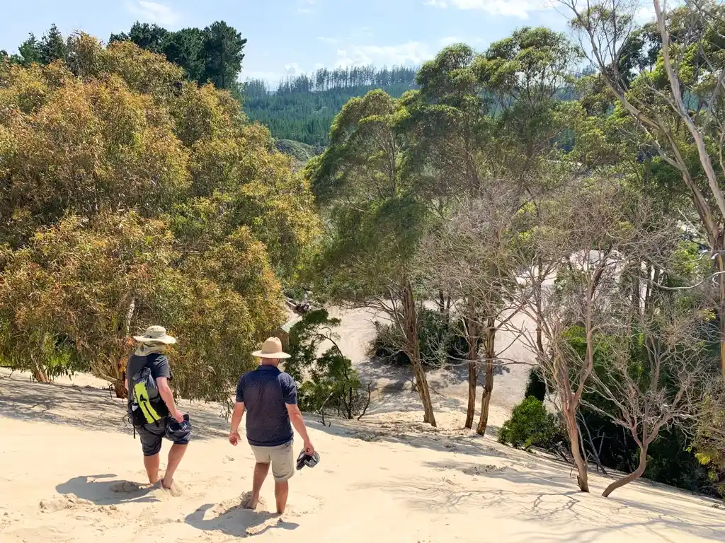 People walking down a dune into the forest at Henty Dunes near Strahan on Tasmania's West Coast