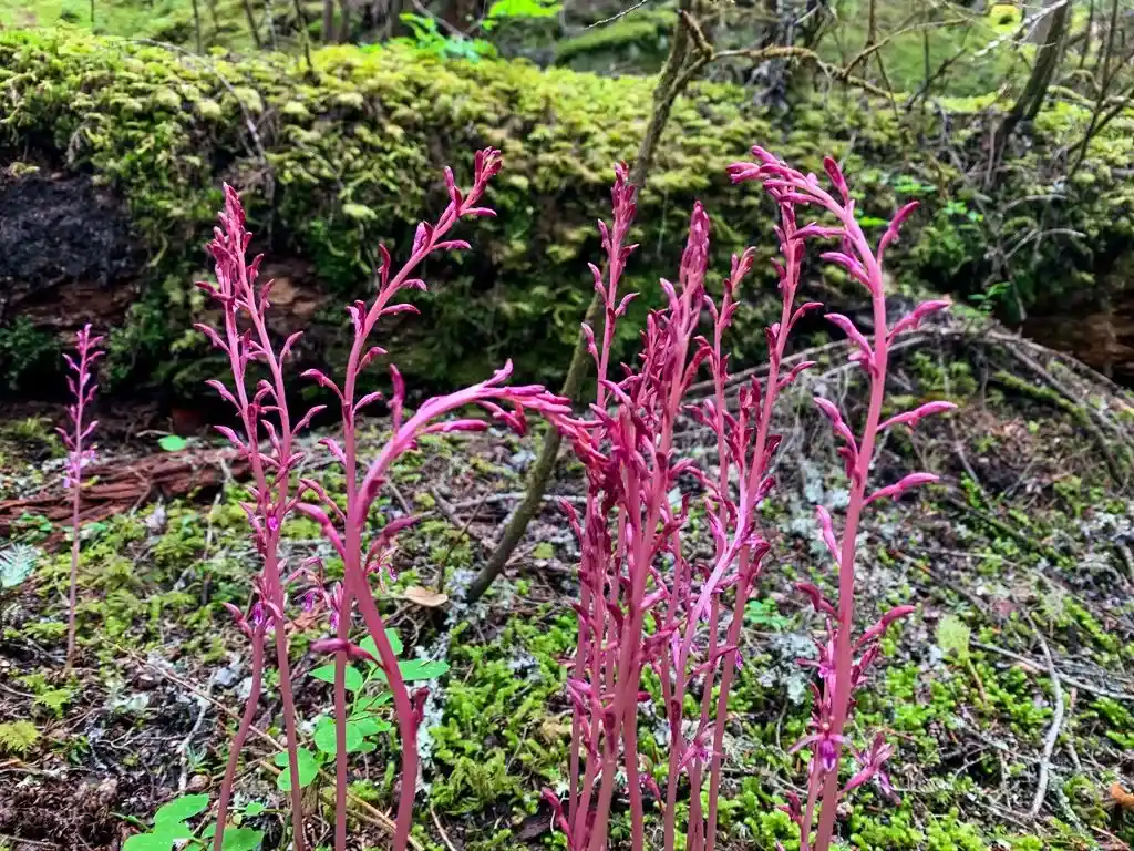 Western Coralroot in Whistler, BC