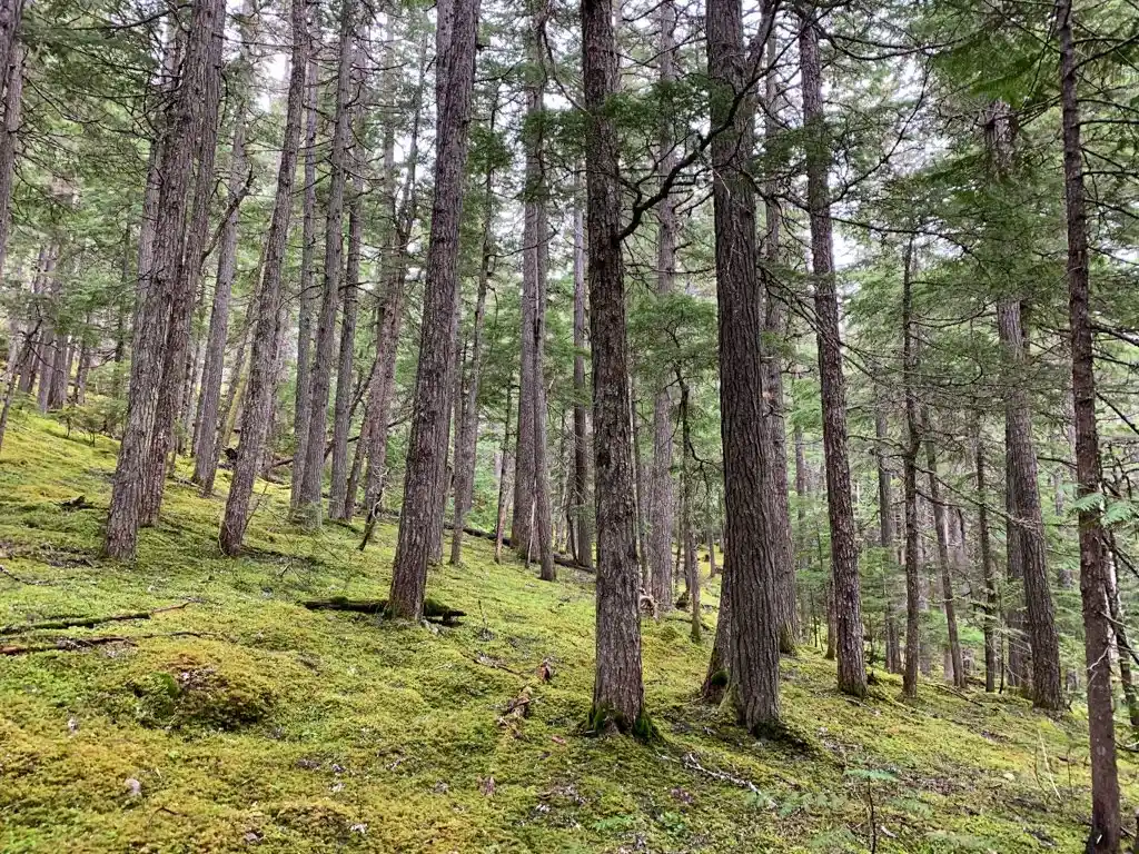 Mossy forest along the trail to Parkhurst in Whistler, BC