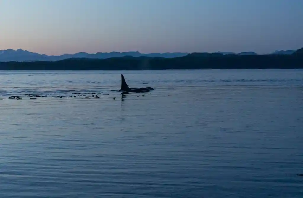 Orcas swimming at sunset in the Johnstone Strait on Vancouver Island