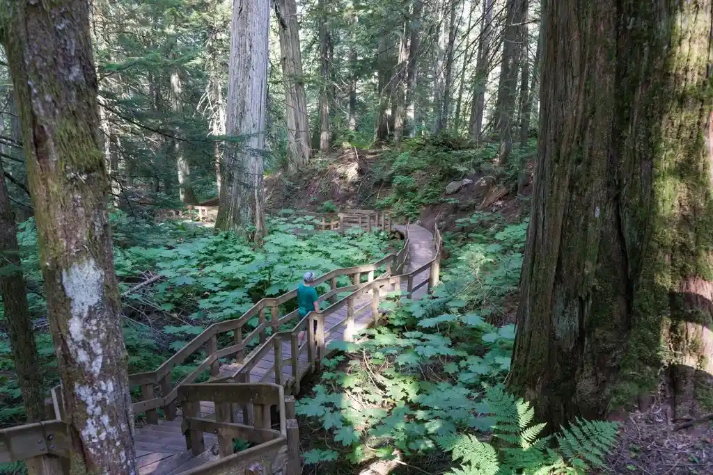 A hiker walks along a boardwalk at the Giant Cedars Trail in Mount Revelstoke National Park