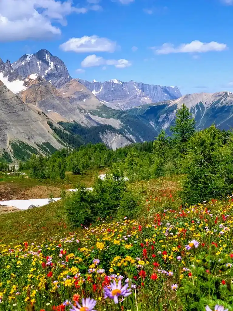 Wildflowers at Numa Pass