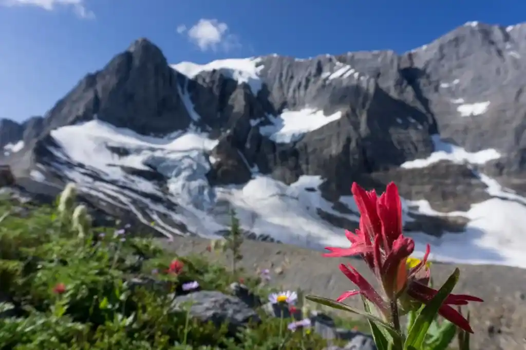 Wildflowers at Tumbling Pass