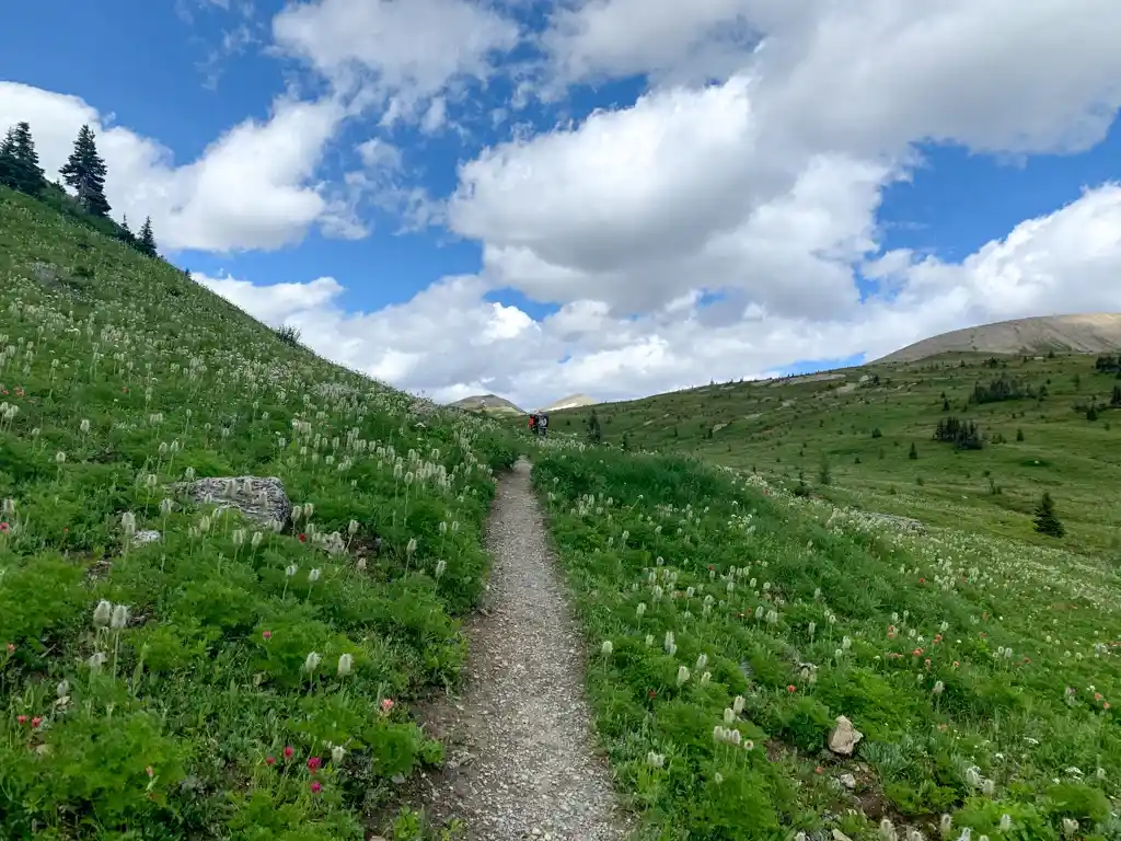 Wildflowers at Wolverine Pass on the Rockwall Trail