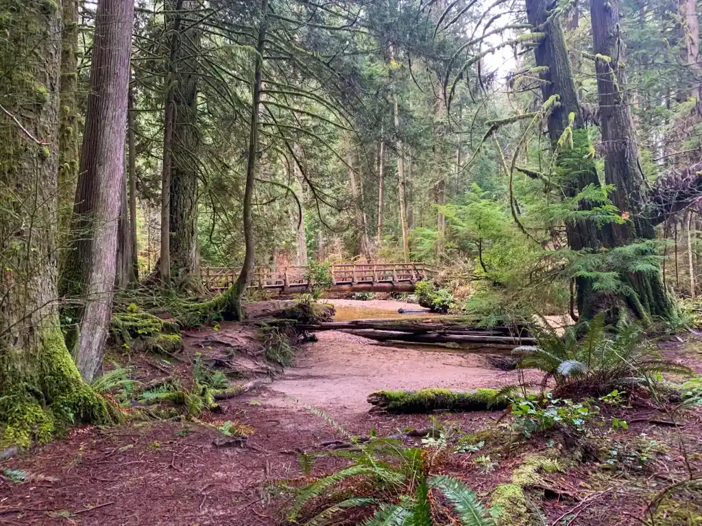 A bridge across a creek in the forest on the Sunshine Coast