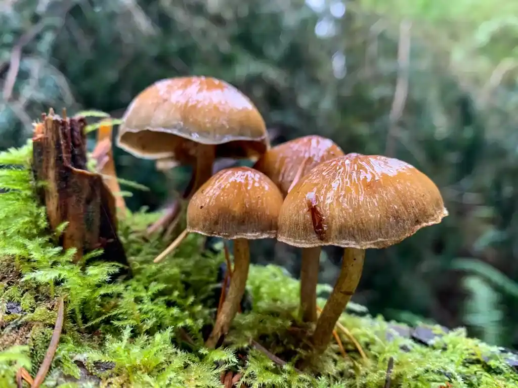 A close-up of tiny mushrooms in moss