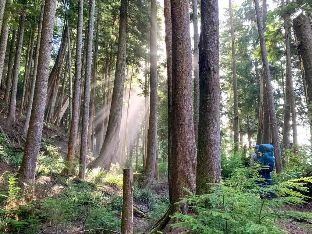 Old Growth forest