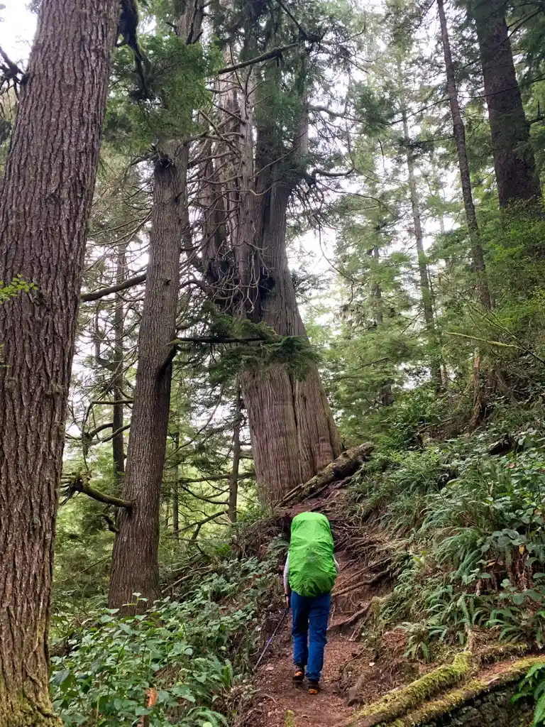 Old growth trees near Loss Creek