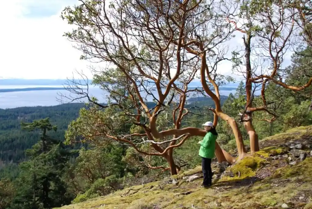 View from Manzanita Bluff on the Sunshine Coast Trail - one of the best spring backpacking trips in British Columbia