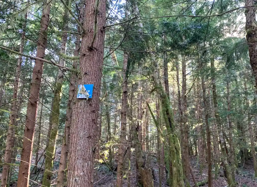 Sign at a junction on the Woodpecker Trail