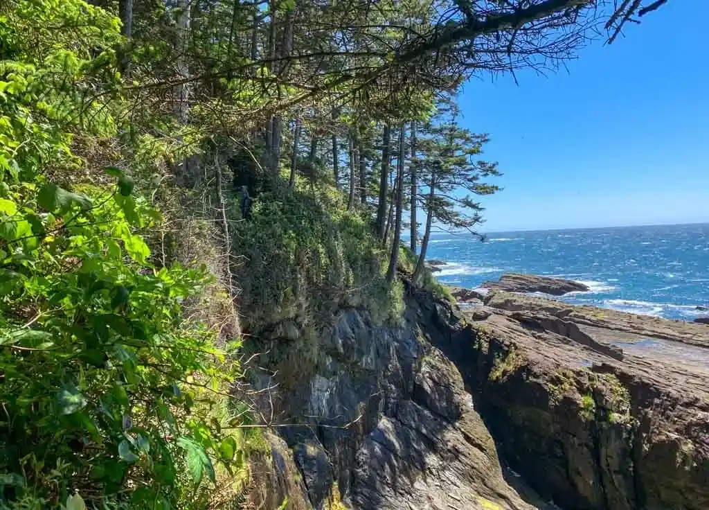 Trail through the salal at Sandstone Point.
