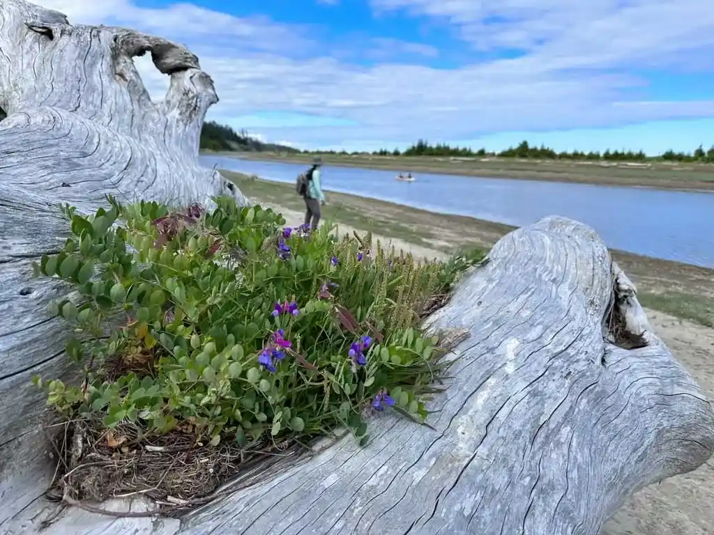 A woman walks in front of a log covered in salal on the Pesuta Shipwreck Trail in Haida Gwaii