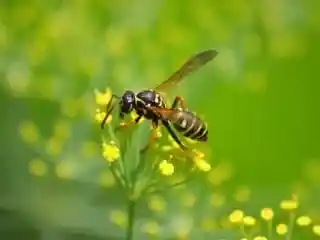 A wasp sits on a flower. Find out out to avoid bees and wasps while hiking