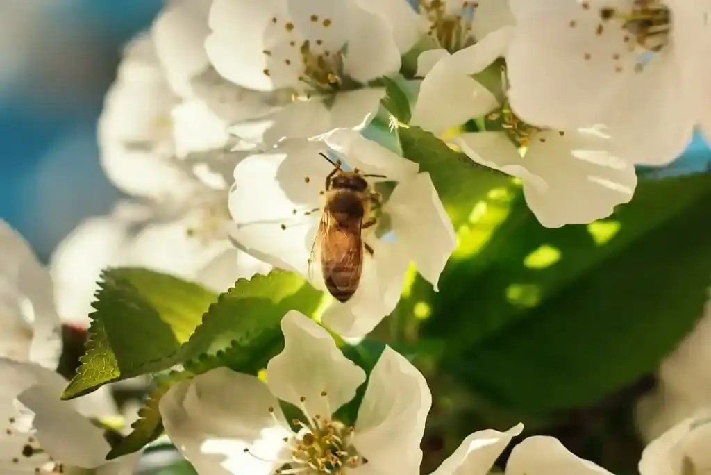 A wasp or bee feeding on a flower