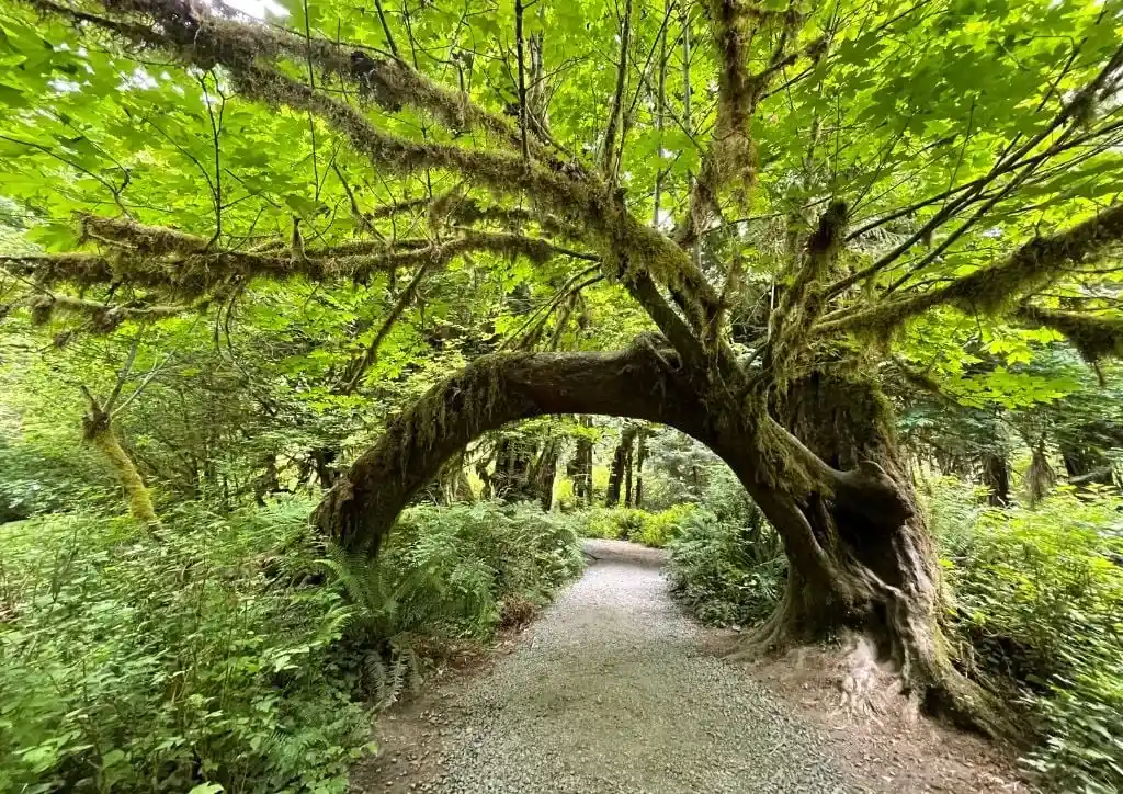 A moss-covered tree in Olympic National Park.