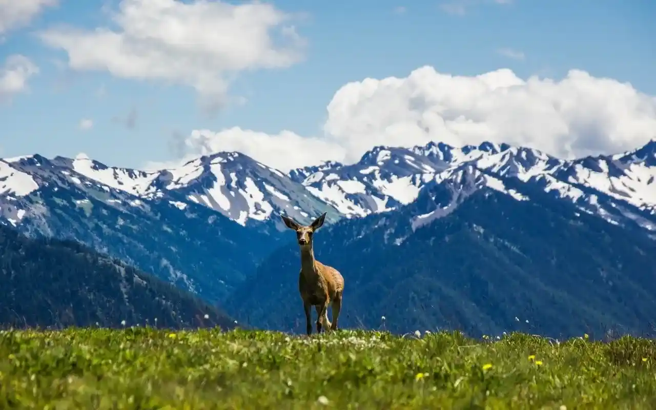 A deer walks across along Hurricane Ridge in Olympic National Park.