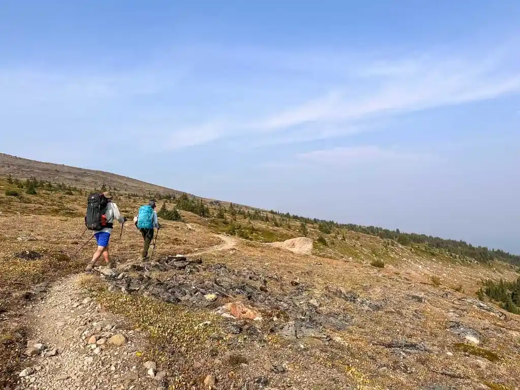 Two hikers walk through alpine meadows near Signal Mountain in Jasper