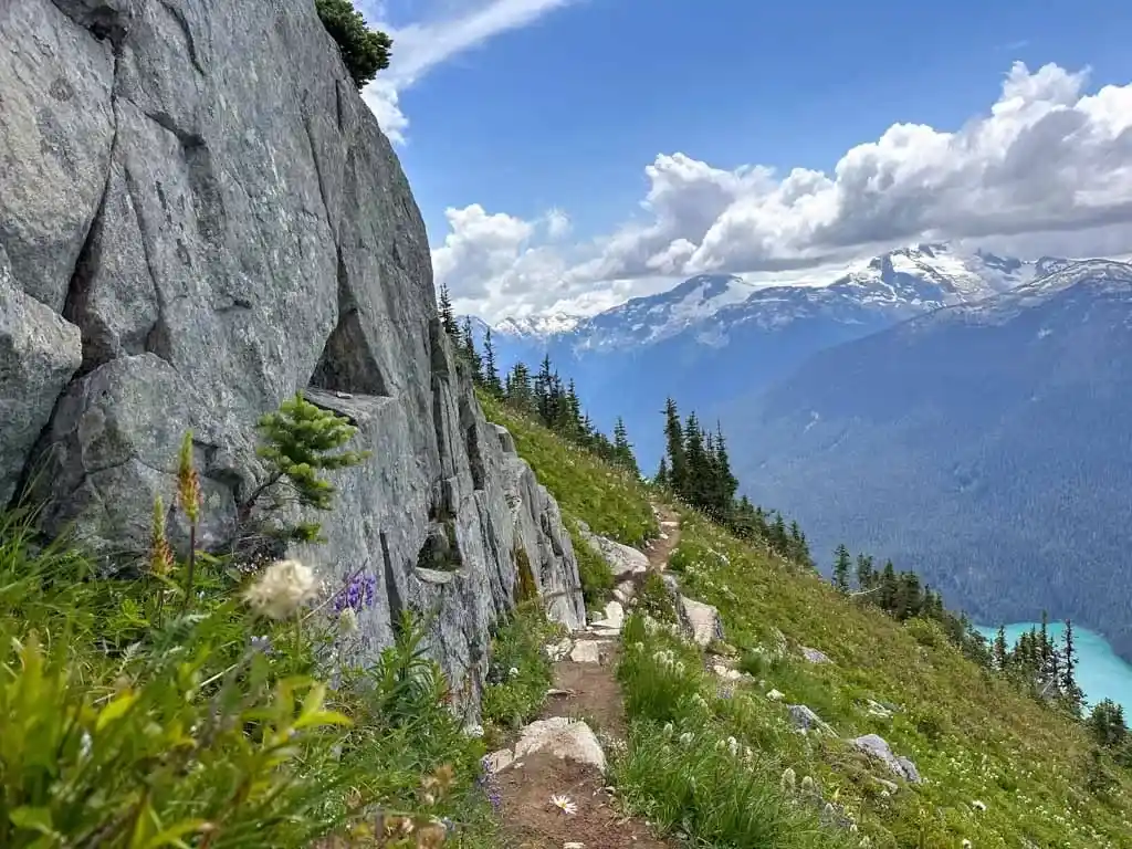 Wildflowers along the High Note Trail