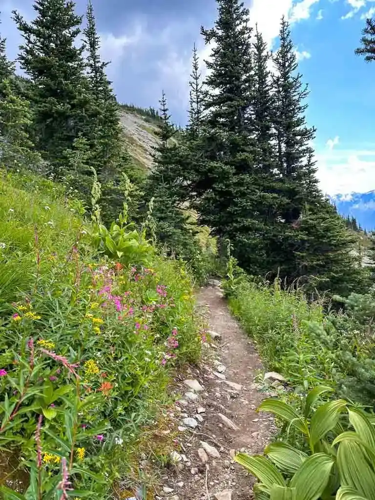 Pink, red, white, and yellow wildflowers alongside the High Note Trail
