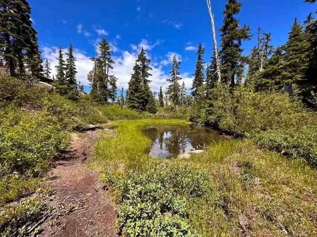 A small pond on the Yuko's Ponds trail at the Sea to Sky Gondola