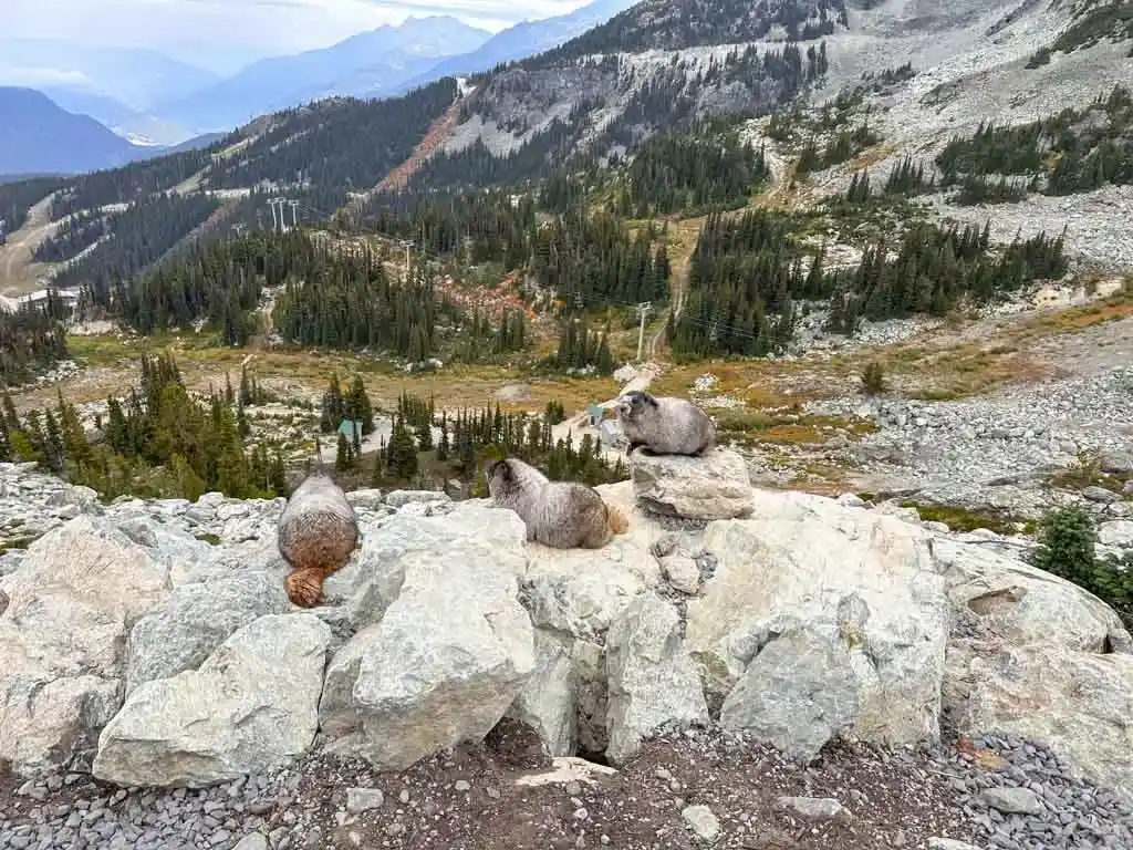 Marmots on Blackcomb Mountain