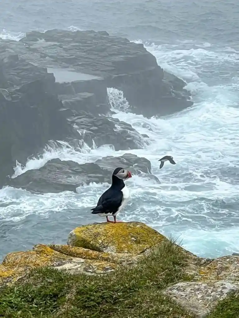 A puffin posing in Elliston