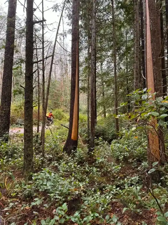 Culturally modified trees along the ʔapsčiik t̓a&scaron;ii trail in Pacific Rim National Park. 