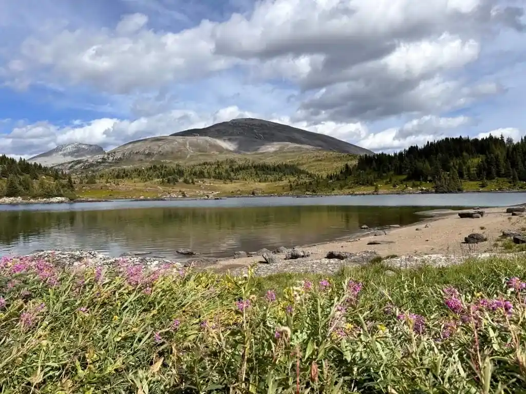 Wildflowers next to Rock Isle Lake 